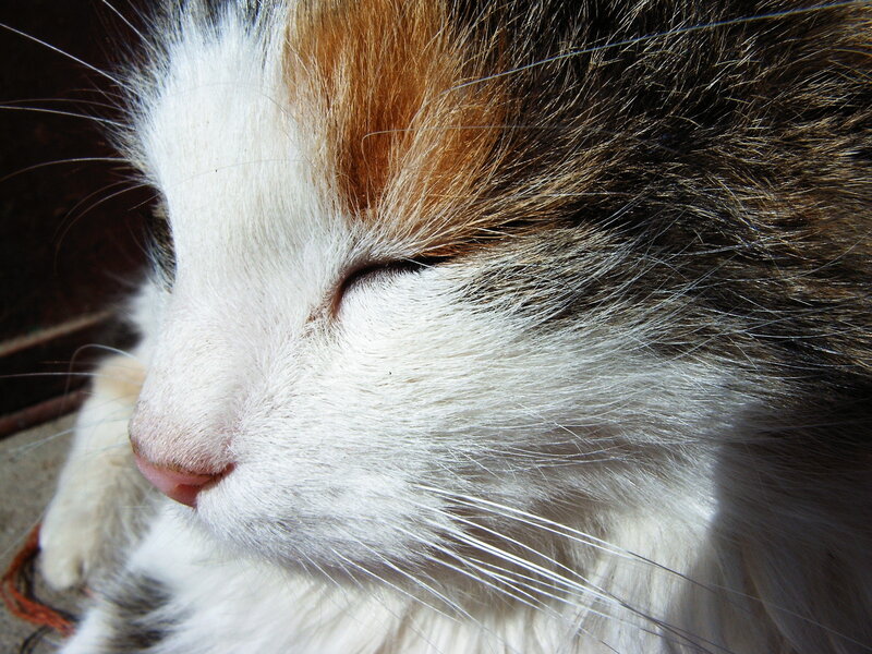 Calico Cat Sleeping