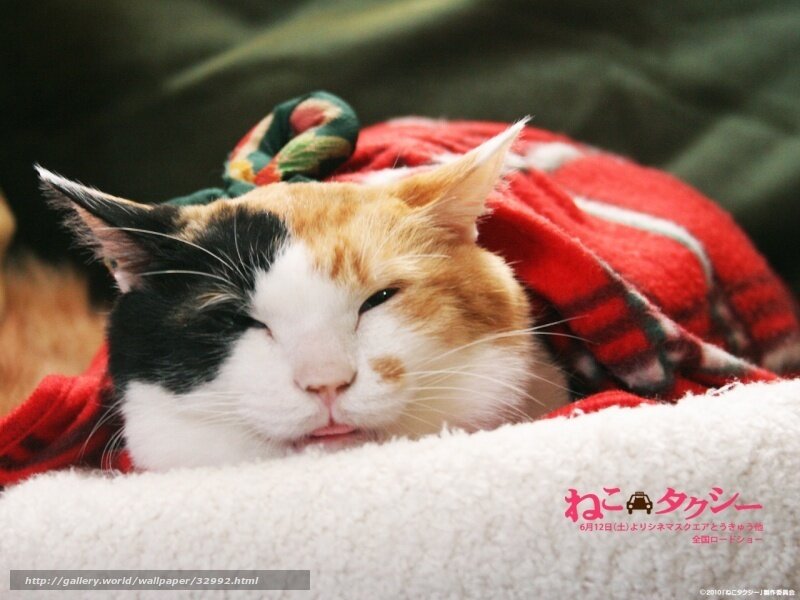 calico cat sleeping under blanket