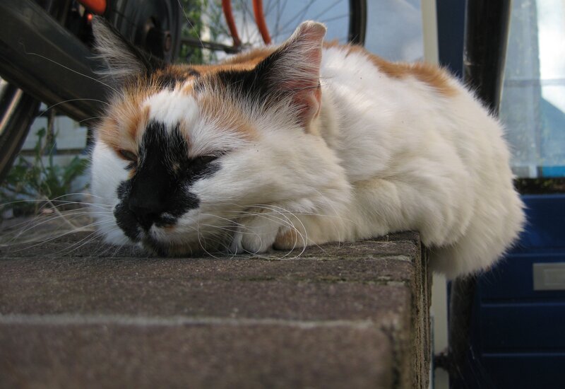 Calico Cat Sleeping — White, Peaceful, Afternoon, Photograph