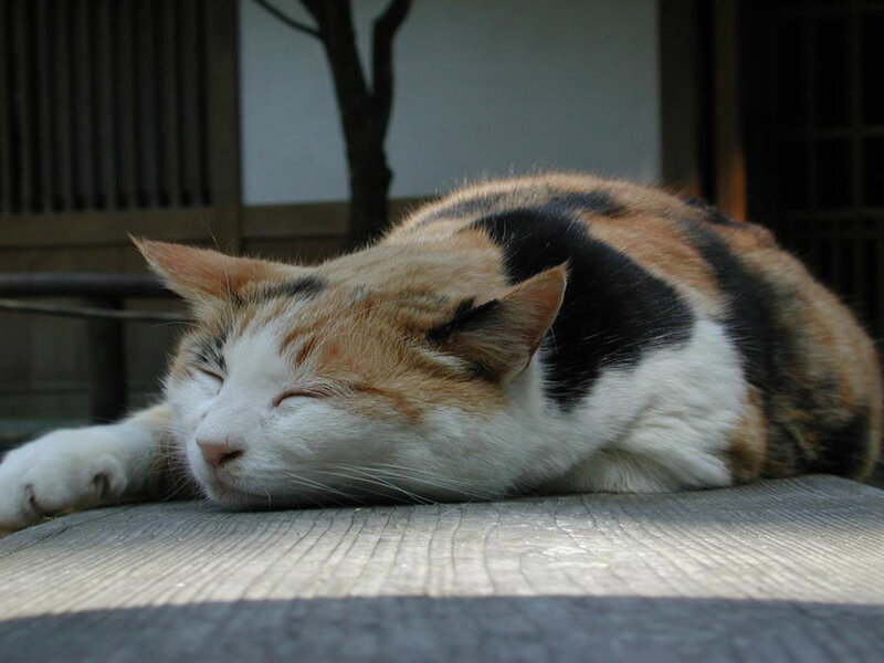 Calico Cat Sleeping — White, Peaceful, Afternoon