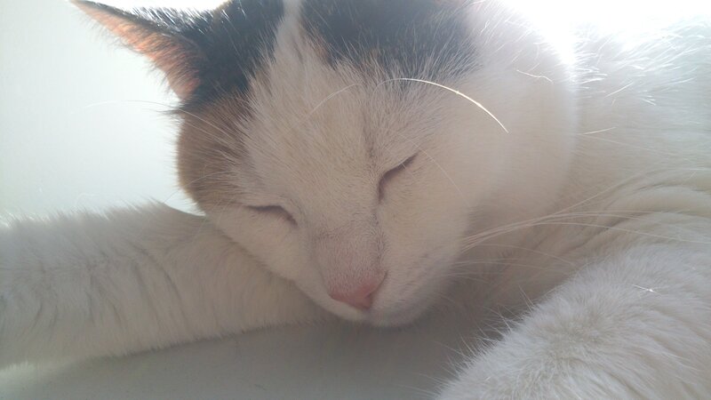 Calico Cat Sleeping — White, Peaceful, Morning, Photograph