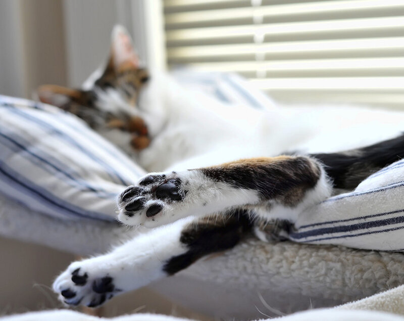 Calico Cat Sleeping — White, Peaceful, Morning