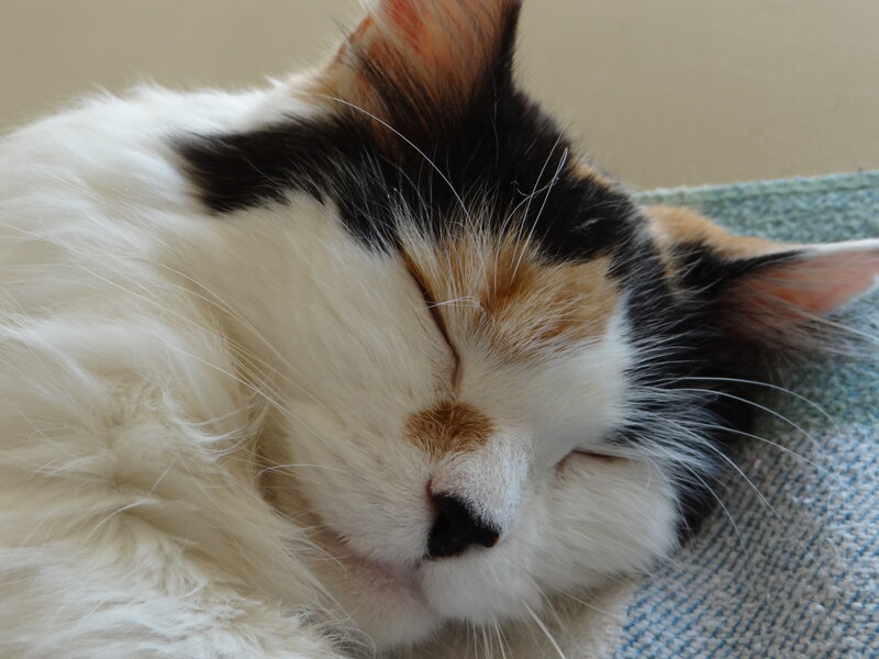 Calico Cat Sleeping — White, Peaceful, Photograph, Blanket