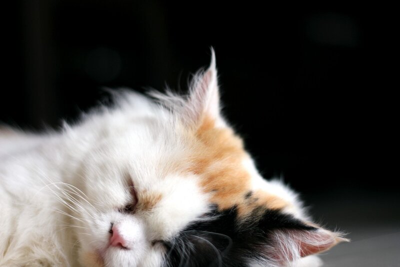 Calico Cat Sleeping — White, Peaceful, Photograph, Close-up