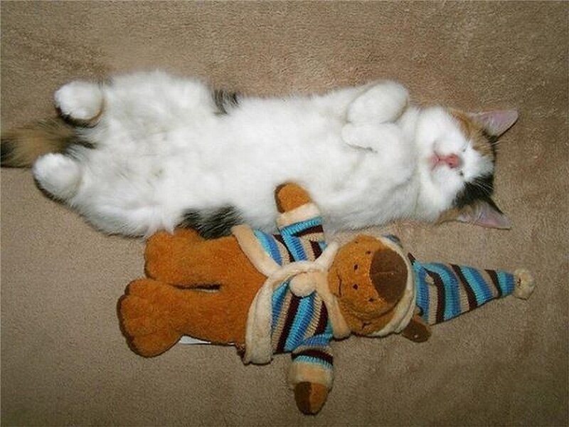 Calico Cat Sleeping — White, Peaceful, Photograph, Stuffed Bear