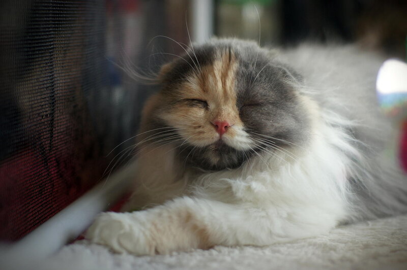 Calico Cat Sleeping — White, Peaceful, Photograph
