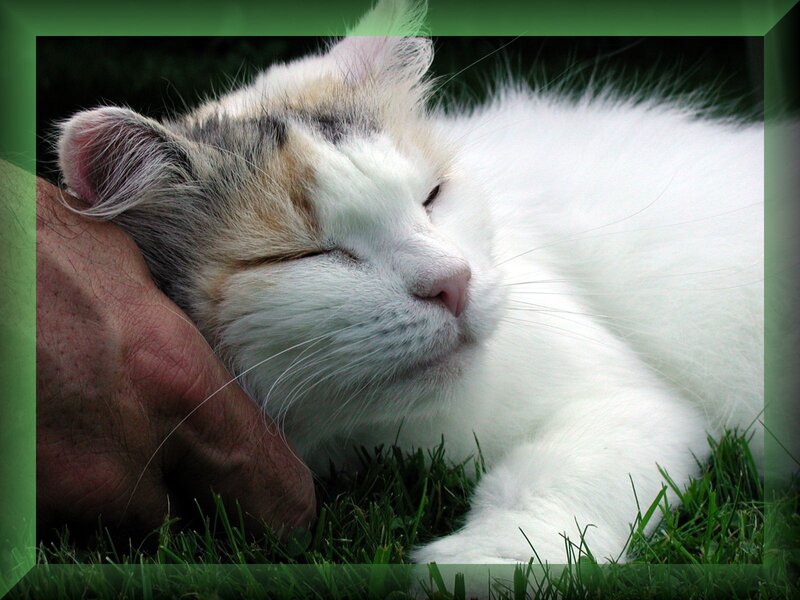 Calico Cat Sleeping — White, Peaceful