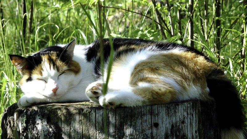 Calico Cat Sleeping — White, Serene, Afternoon, Photograph