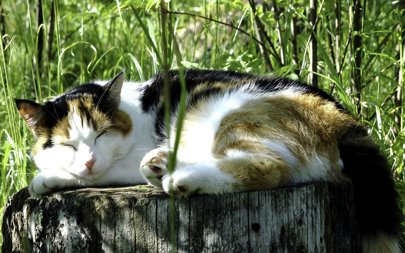 Calico Cat Sleeping — White, Serene, Afternoon