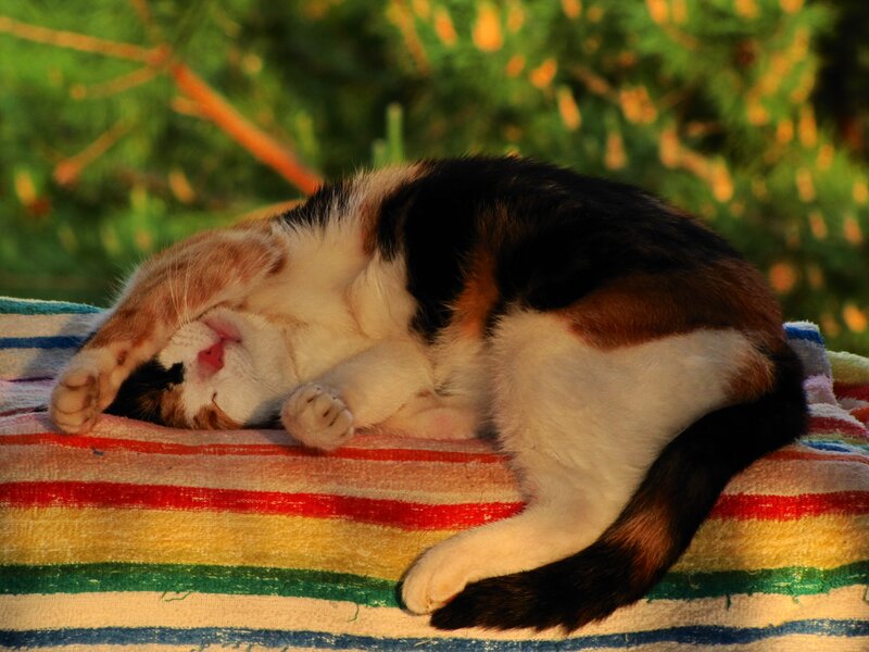 Calico Cat Sleeping — White, Serene, Sunset