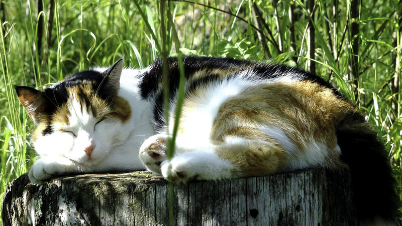 Calico Cat Sleeping — White, Serene