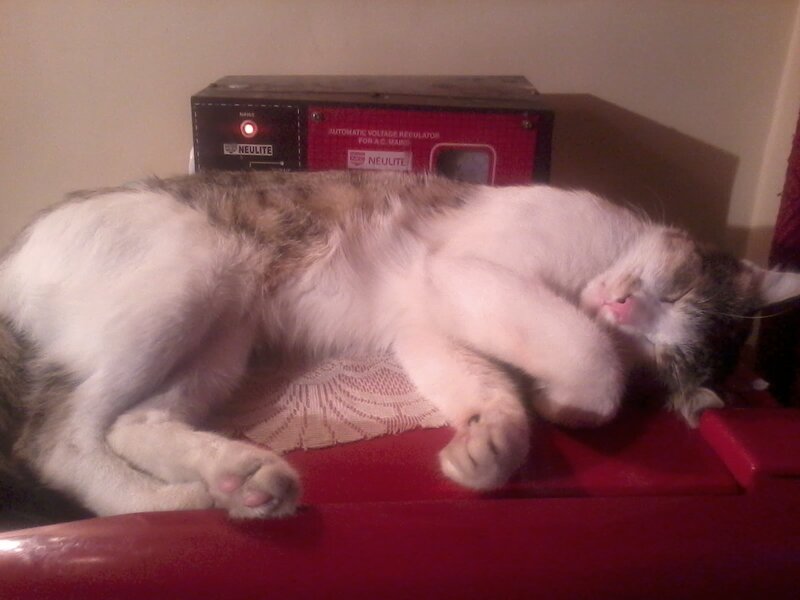 Calico Cat Sleeping — White, Sleepy