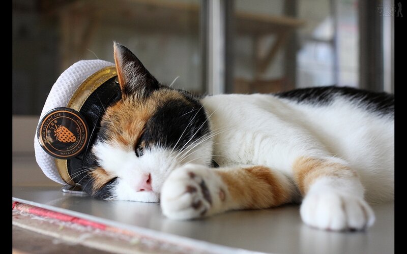 Calico Cat Sleeping — White