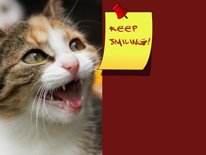 Calico Cat Snarling