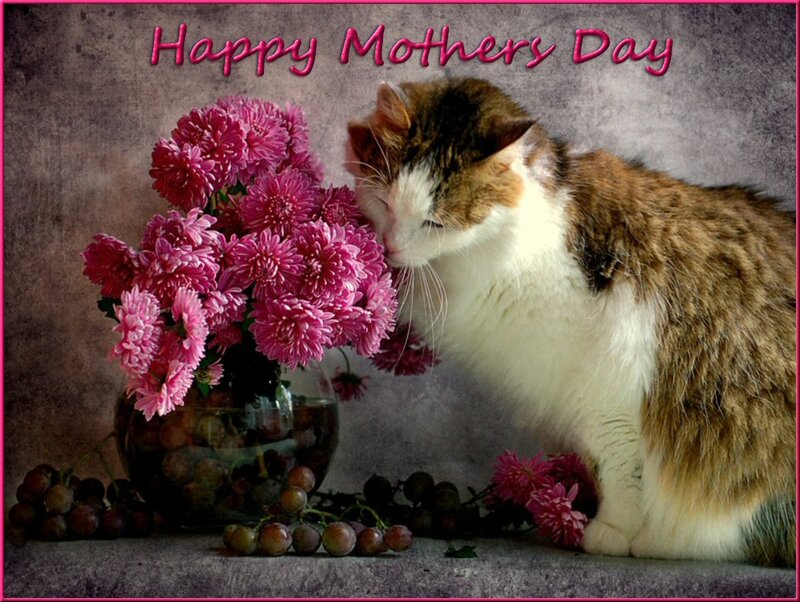 Calico Cat Sniffing Flowers — Pink