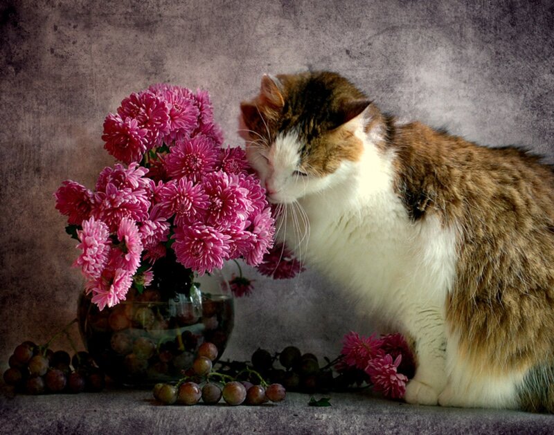 Calico Cat Sniffing Flowers