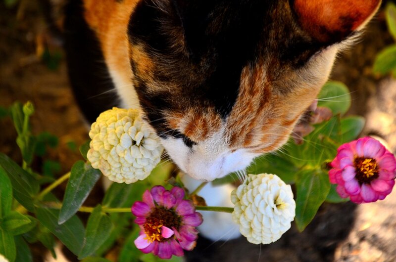 Calico Cat Sniffing Flowers — White