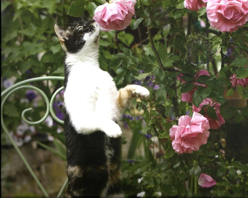 Calico Cat Sniffing Rose