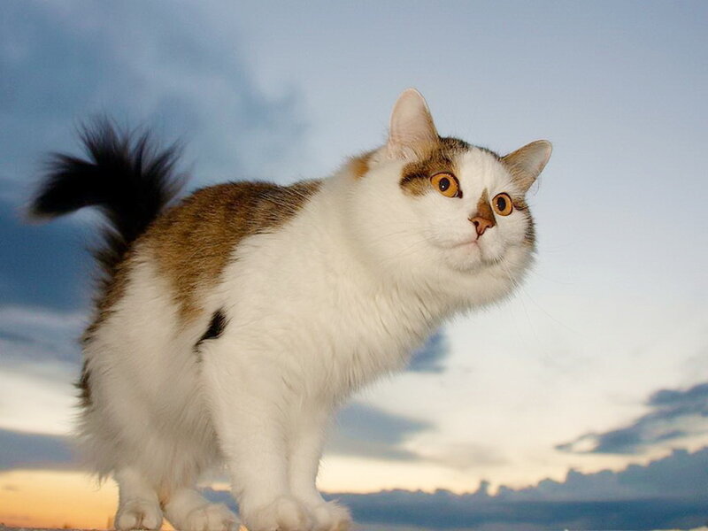 Calico Cat Standing