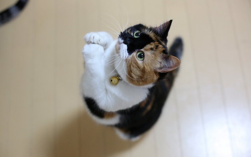 Calico Cat Standing — White, Curious