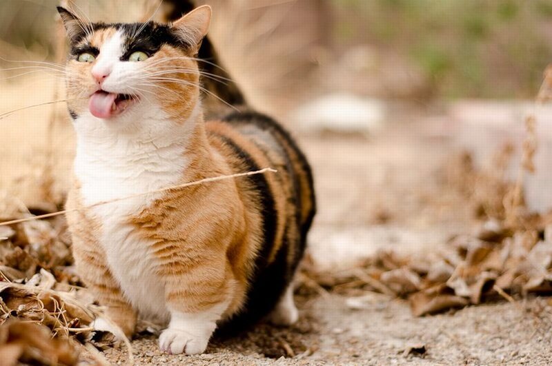Calico Cat Sticking Out Tongue