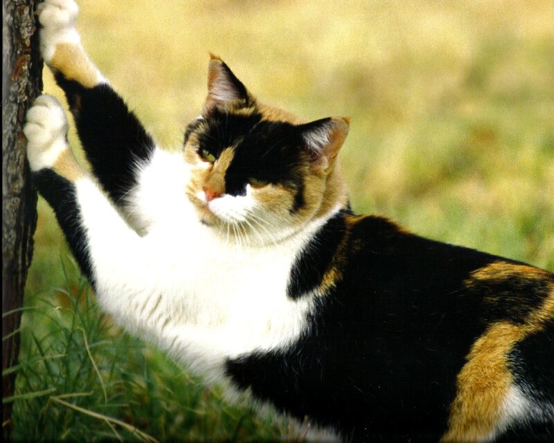 Calico Cat Stretching — Black