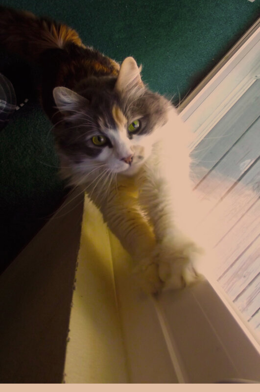 calico cat stretching