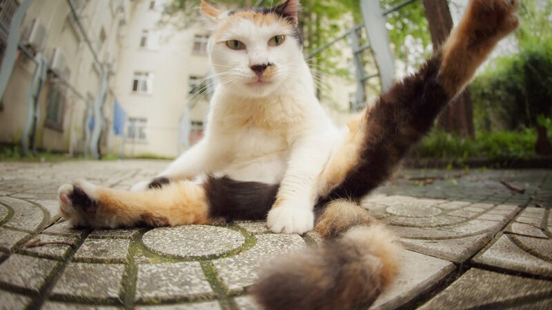 Calico Cat Stretching — White, Relaxed