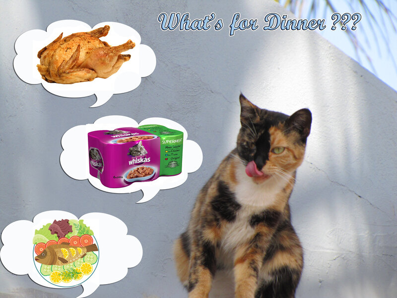 Calico Cat Thinking