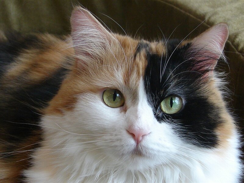 Calico Cat