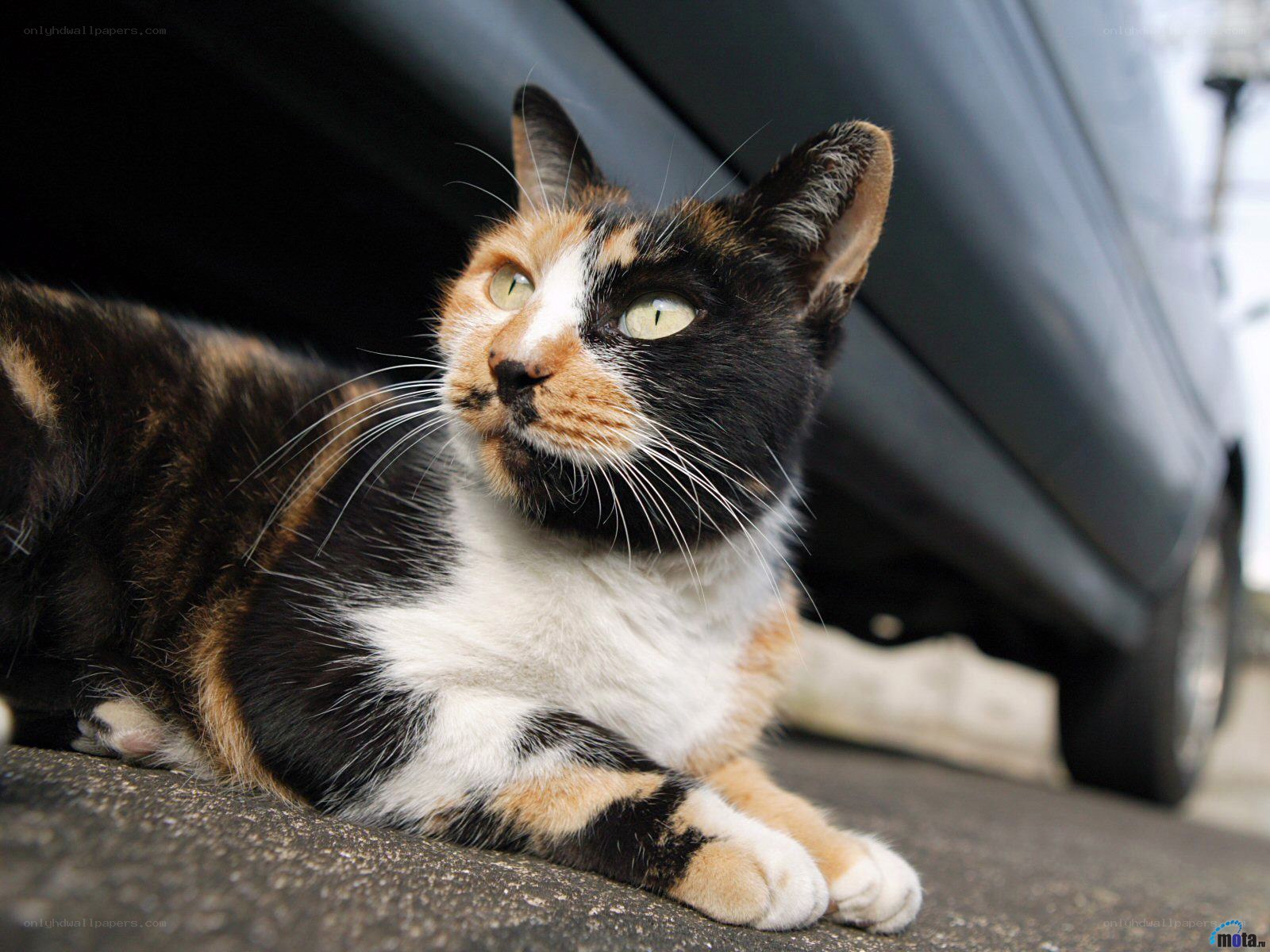 calico cat under a car