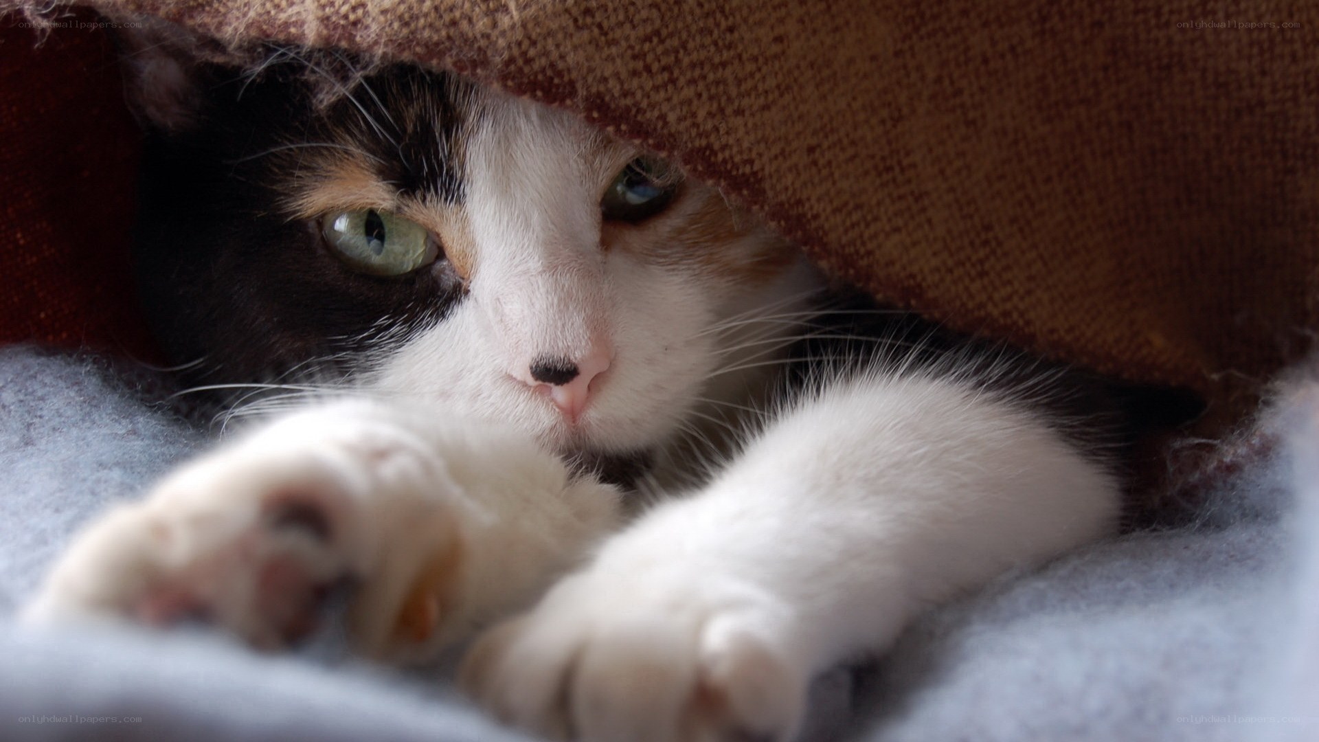 calico cat under blanket
