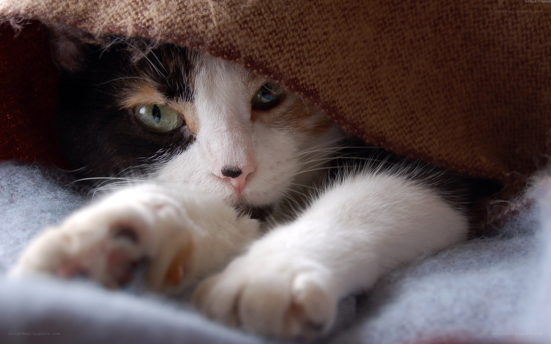 calico cat under blanket