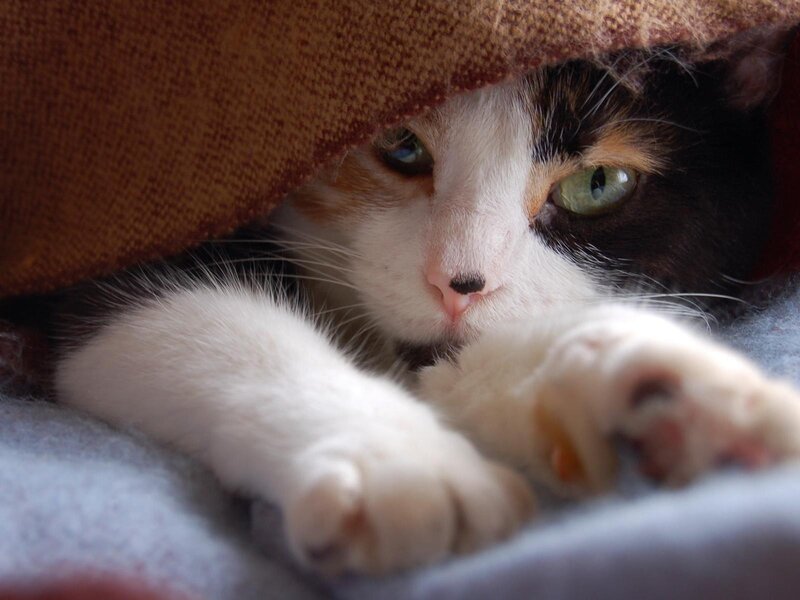 calico cat under blanket