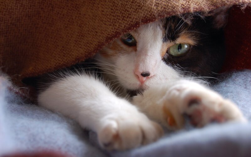 Calico Cat under Blanket — Brown, Cozy, Photograph