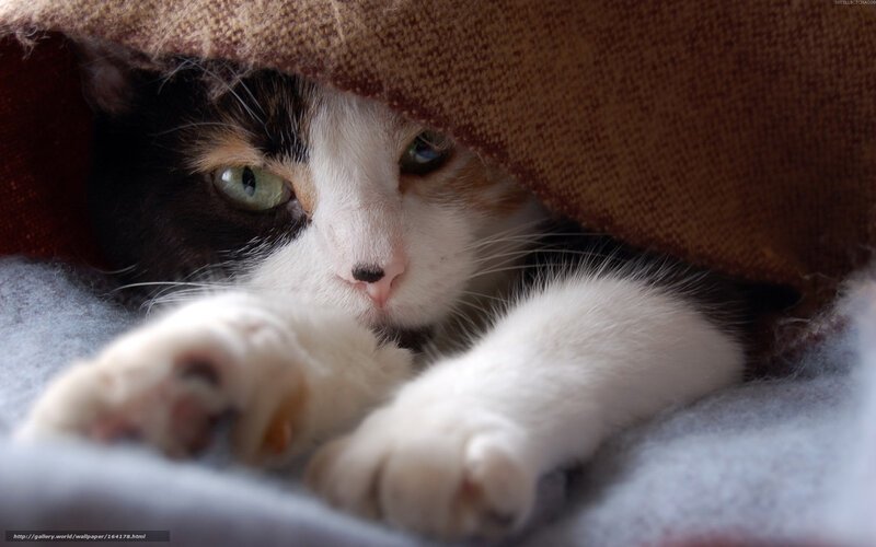 Calico Cat under Blanket — Brown, Cozy
