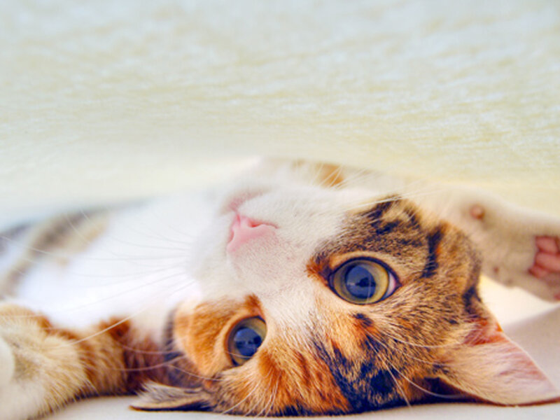 Calico Cat under Blanket — White