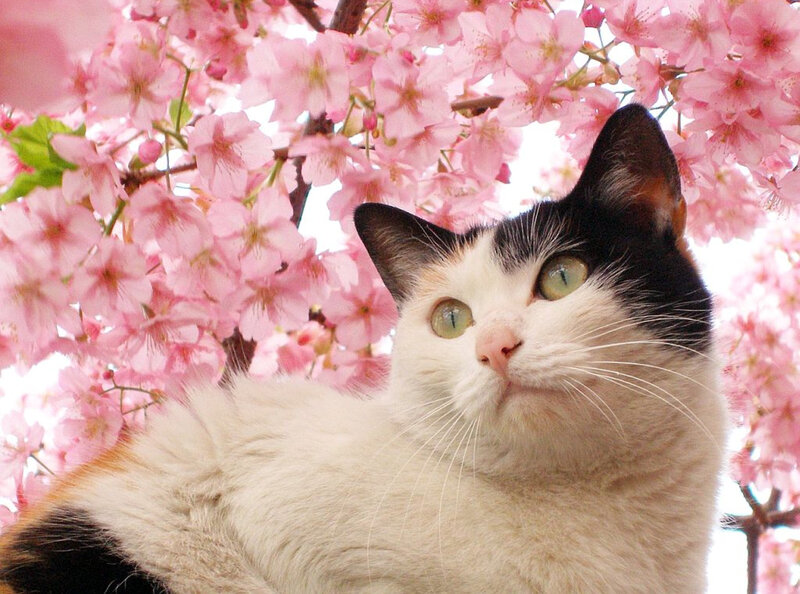 Calico Cat under Blossoms