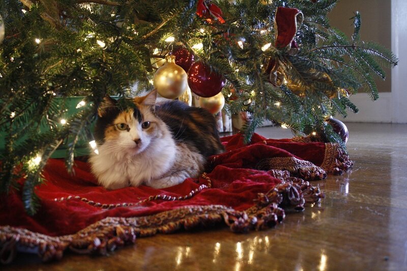 Calico Cat under Tree