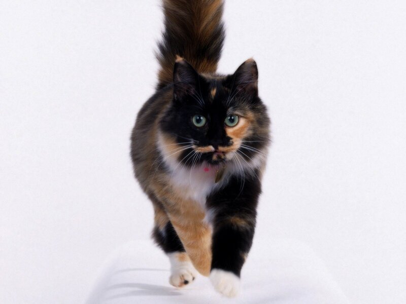 Calico Cat Walking — Black, Neutral, Photograph