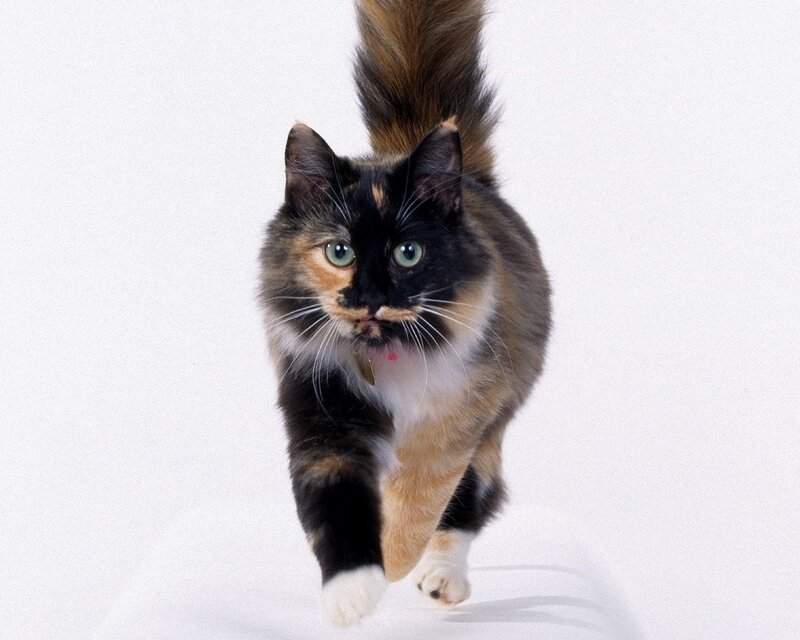 Calico Cat Walking — Black, Neutral, Photograph, White Background