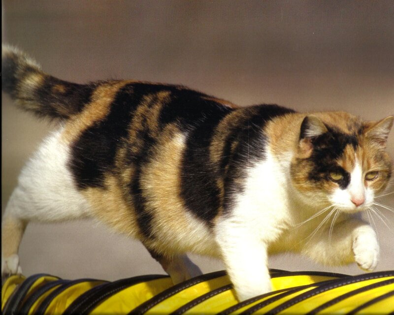 Calico Cat Walking — Black