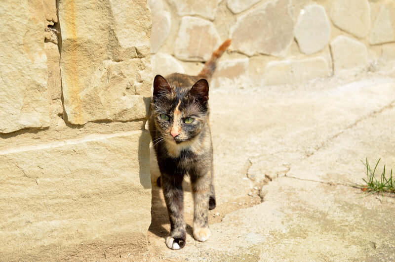 Calico Cat Walking — Brown
