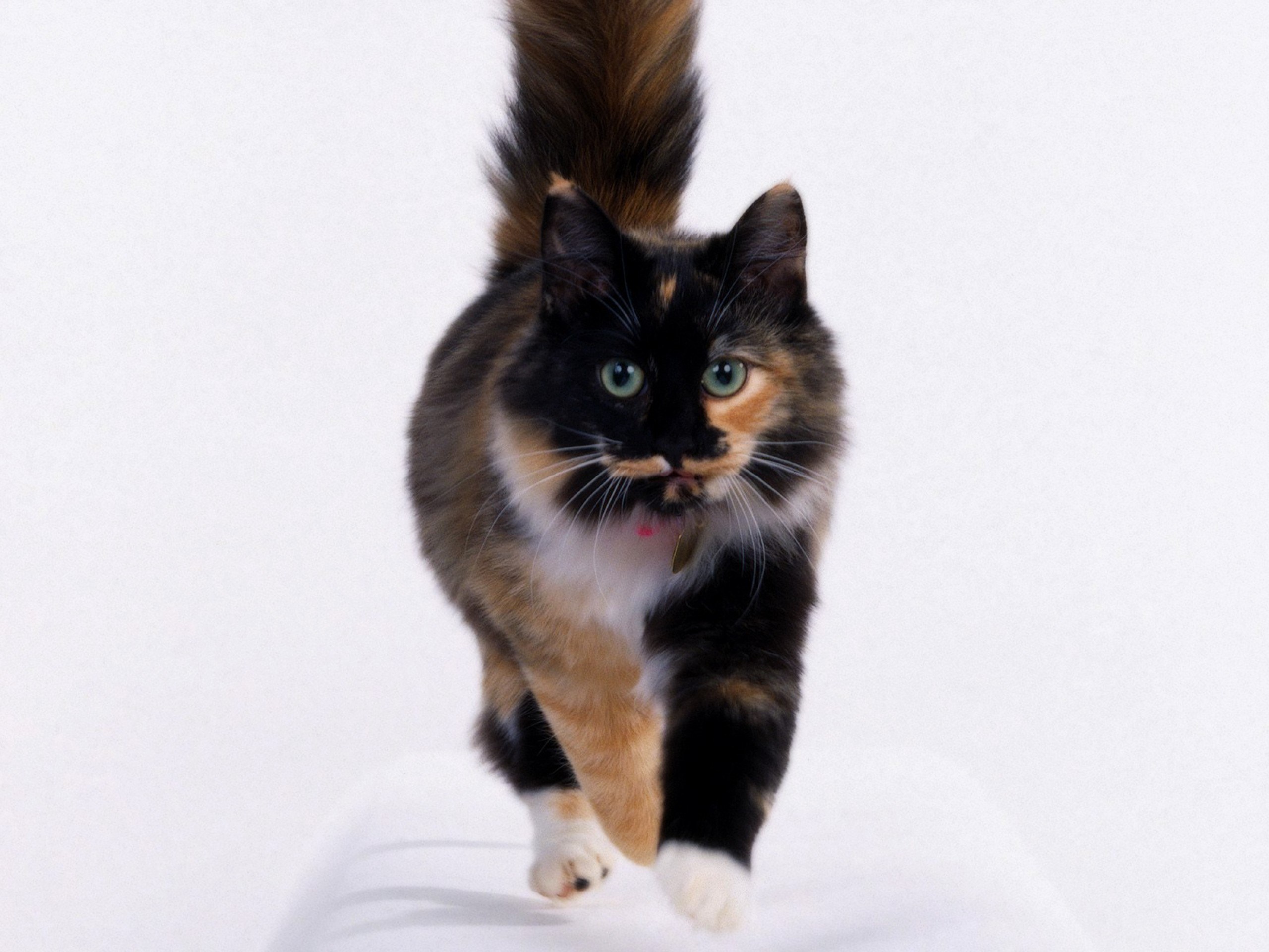 calico cat walking forward