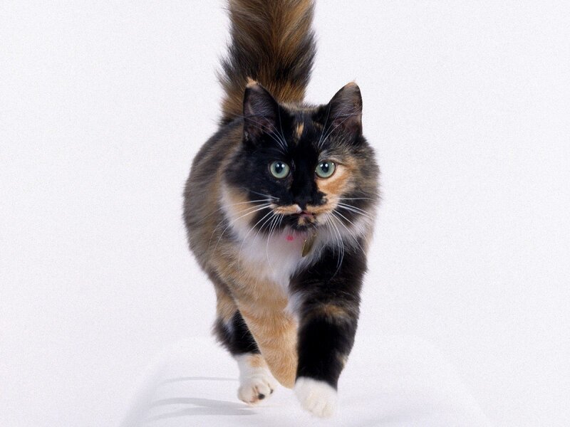 calico cat walking forward