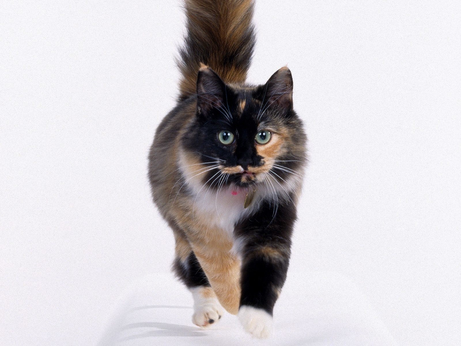 calico cat walking forward