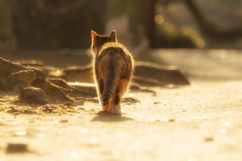Calico Cat Walking — Golden
