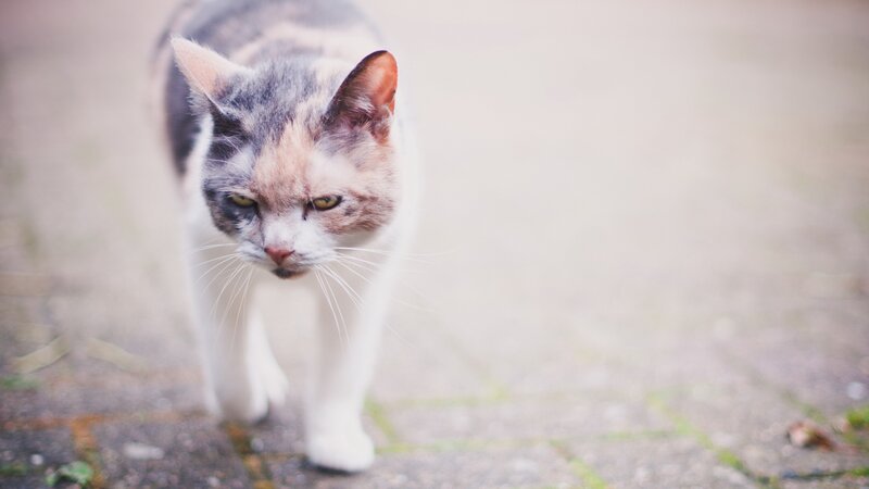Calico Cat Walking — Gray, Neutral, Photograph
