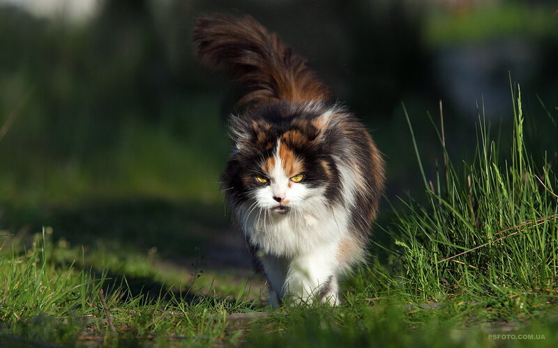 Calico Cat Walking — Green, Alert