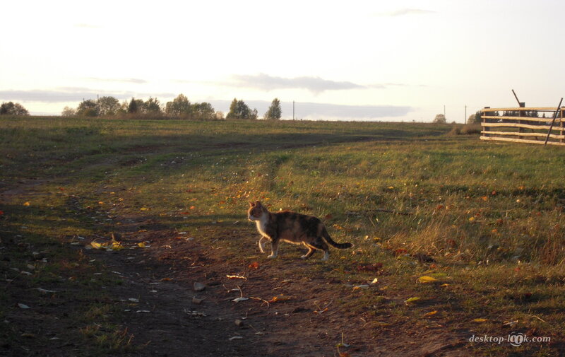Calico Cat Walking — Green